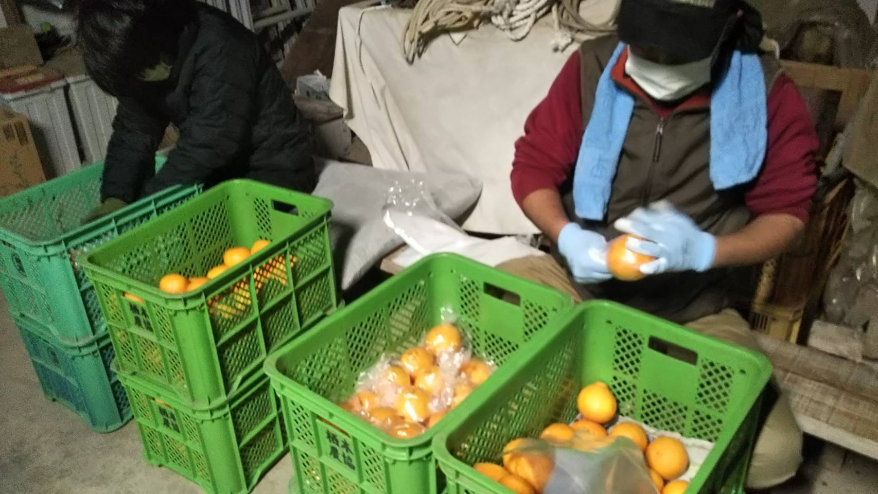 みかんの袋詰め🍊🍊🍊